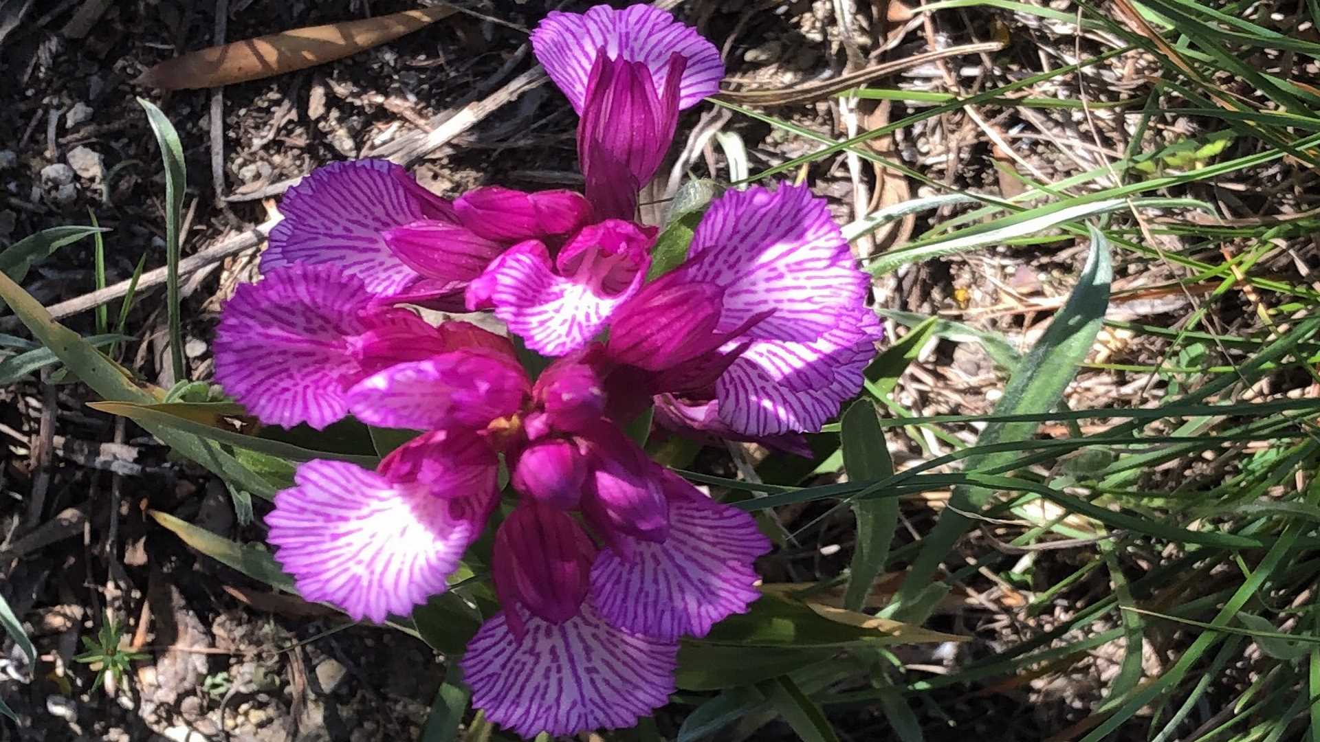 På CasaCalma grundens sydskråning  findes der vilde orkideer - her i blomst.